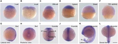 Syne2b/Nesprin-2 Is Required for Actin Organization and Epithelial Integrity During Epiboly Movement in Zebrafish